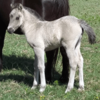The Promise Grulla Filly