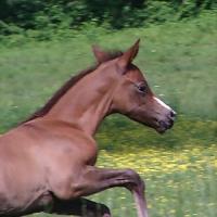 Ironstone One Week Canter