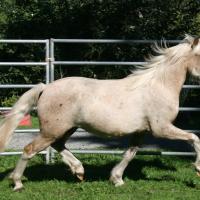 Palomino Welsh C pony