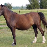 smoky black horse (mare)