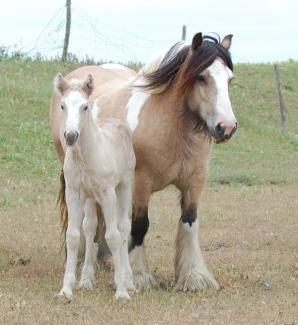 buckskin Mare and Palomino Foal