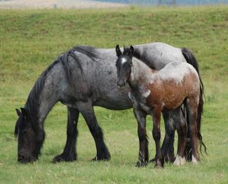 Vines Roan Mare and Colt