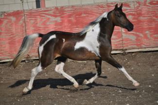 Half Arabian Pony