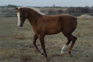 palomino filly (horse) at 3 Months