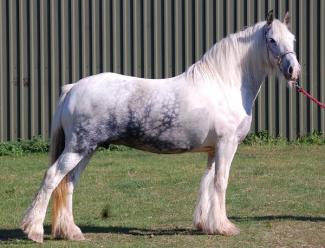 Vines Blue and White Mare