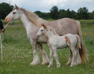 Roan Mare and Colt