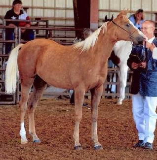palomino filly (horse) at 6 Months