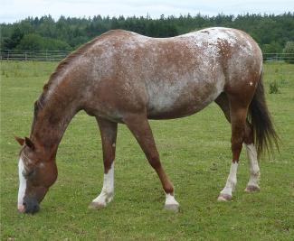 Lichtenwald Pferd