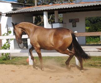 Young Campolina Stallion