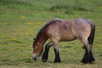 Bay Roan Belgian Draft Horse