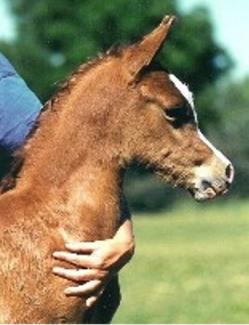 Antham As A Foal