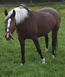 Appaloosa (Horse)