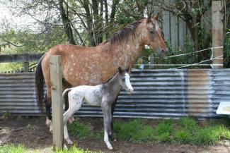Beamer and 1 Day Old Foal