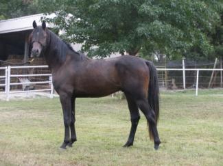 Dark Arabian stallion (horse)
