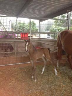 brown filly