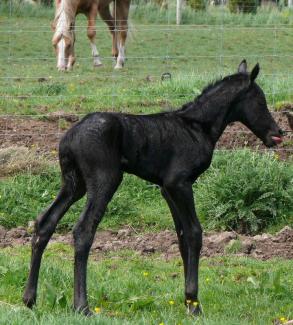 new born smoky black foal 