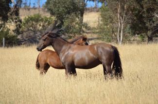 Dark Chestnut Morgan mare and foal 