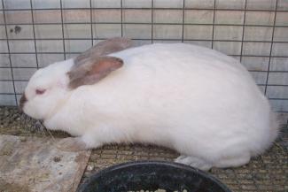 himi rabbit