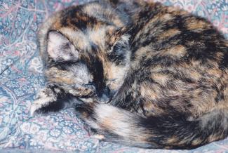 Suzy Tortoiseshell cat