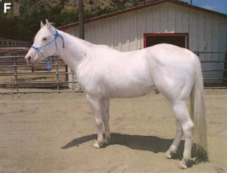 Dominant White Horse F