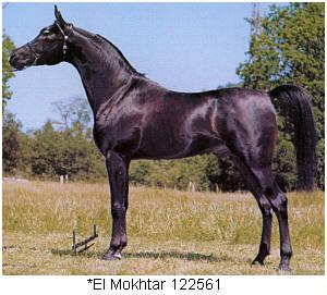 El Mokhtar