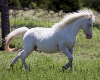 Freckles few spot (appaloosa spotting) pony 