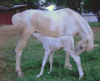 cremello foal with her palomino pinto dam
