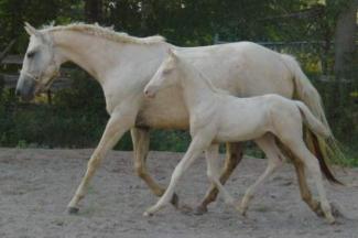 palomino with her cremello colt