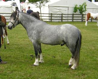 Grey Welsh Pony Stallion