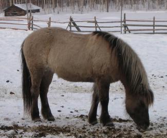 Grullo Icelandic Horse