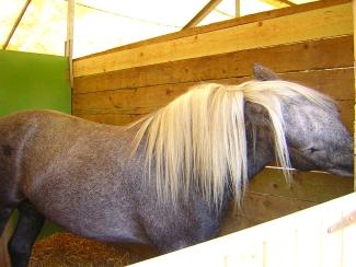 Greying Highland Pony