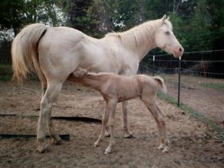 cremello mare with palomino foal