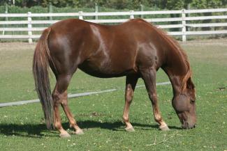 Chestnut Quarterhorse
