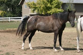 Black (tobiano) Tennessee Walking Horse