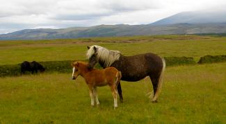 Icelandic Mare and Foal