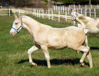 sunbleached palomino foal coat