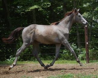 IronJet as a Yearling