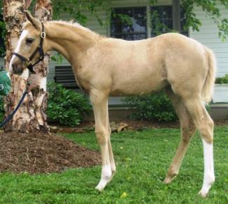 6 week old palomino foal