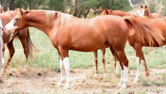 splashed white arabian (horse)