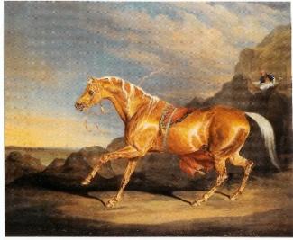 Mr. Alfred Bonar's Chestnut Arabian by J. Ward
