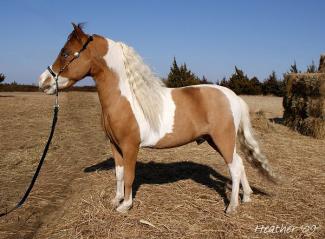 homozygous tobiano miniature stallion (horse)
