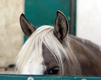 Quarter Horse Pony Silver Ears