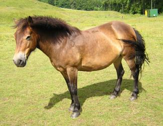 exmoor pony with panagre (horse)