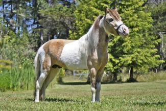 Cross Country Blue Moon
Buckskin Homozygous for Tobiano Pinto Stallion