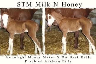 STM Milk N Honey splashed white filly by Moonlight Money Maker
