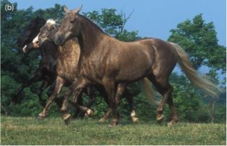 Silver Rocky Mountain Horses