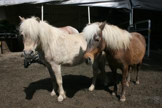 Silver black (left) and silver bay (right) Shetland ponies