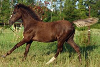 smoky black horse (colt)