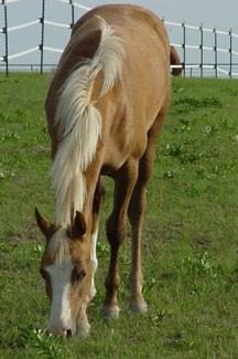 palomino filly 10 months (horse)