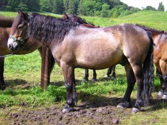 brown exmoor pony (horse)
